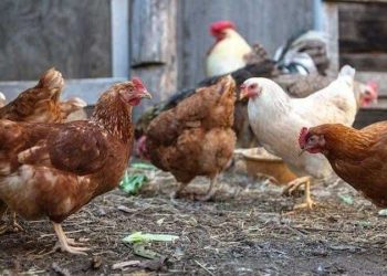 أسعار الدواجن والبيض في الأسواق اليوم الأربعاء