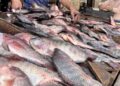 أسعار الأسماك في سوق العبور اليوم الأحد