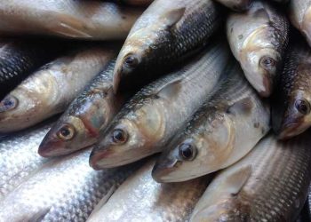 أسعار الأسماك في سوق العبور اليوم الخميس