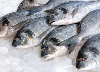 أسعار الأسماك في سوق العبور اليوم الخميس