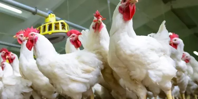 أسعار الدواجن والبيض في الأسواق اليوم الإثنين