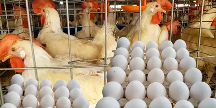 أسعار الدواجن والبيض في الأسواق اليوم الأحد