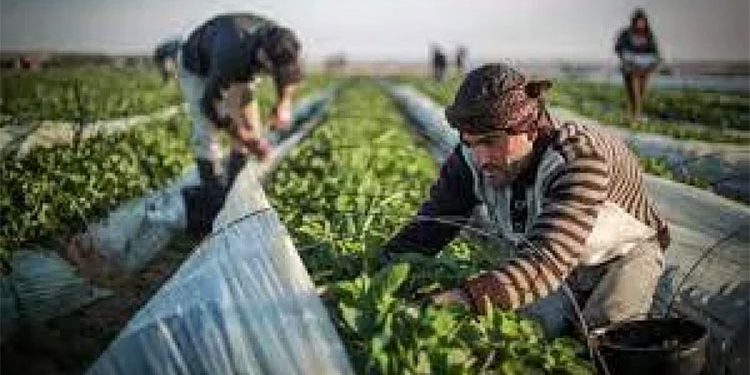 متحدث الزراعة: “معاك في الغيط” توصل التوعية العلمية للفلاحين عبر التواصل الاجتماعي