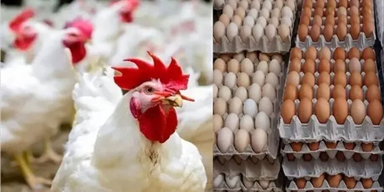 أسعار الدواجن والبيض في الأسواق اليوم الإثنين