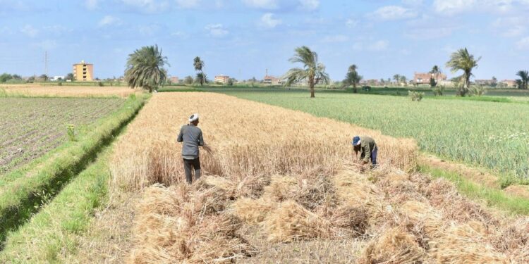 وزير التموين :استلام نحو 360 طنًا من القمح المحلي لموسم 2025 بمحافظة الفيوم