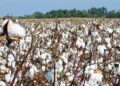 المالية تسدد 3 مليارات جنيه الأسبوع المقبل باقي مستحقات المزارعين الذين وردوا محصول القطن