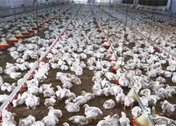 وزارتا “الصحة” و”الزراعة” ينفيان ما يتم تداوله من شائعات حول إصابة الدواجن بفيروس وبائي