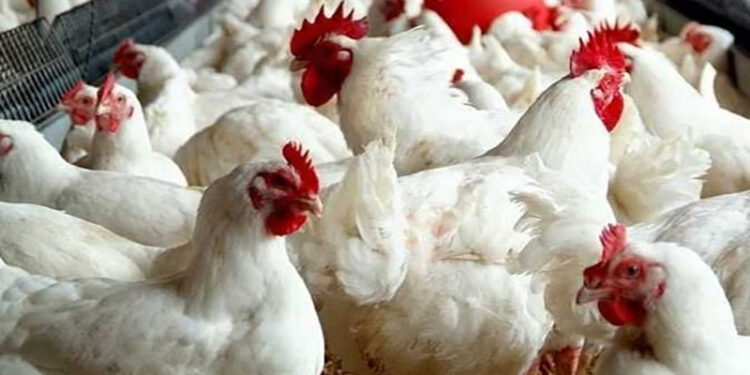 أسعار الدواجن والبيض في الأسواق اليوم السبت