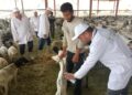 وزير الزراعة يتابع أعمال البعثة البيطرية المصرية للإشراف على الهدي والأضاحي بالمملكة العربية السعودية