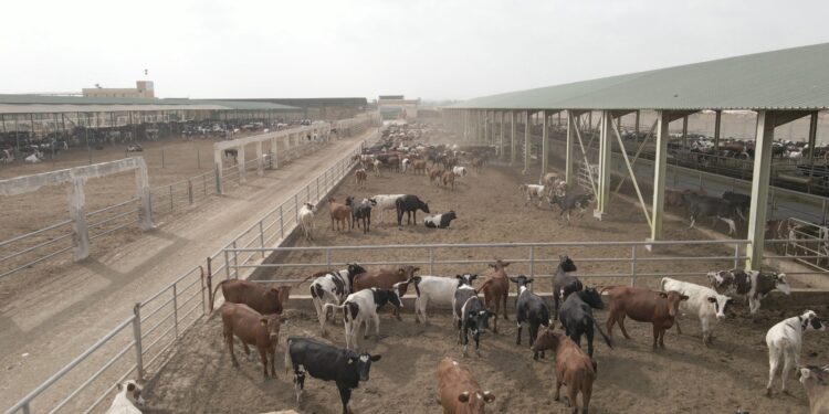 إطلاق برنامج بنك الطعام لتوفير لحوم الأضاحي للأسر الأكثر احتياجًا