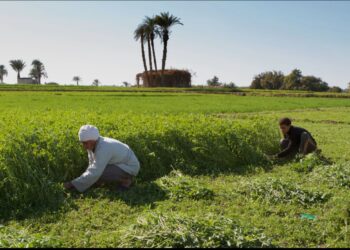 غرينبيس الشرق الأوسط وشمال أفريقيا توصي بتعزيز الاستثمارات الخضراء العادلة والشاملة في مصر في ظل توجهها نحو مزيد من الطاقة المتجددة