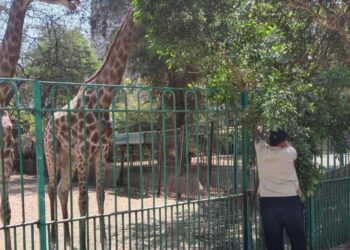 خبرات دولية ومحلية لرعاية الحيوانات بحديقة الحيوان