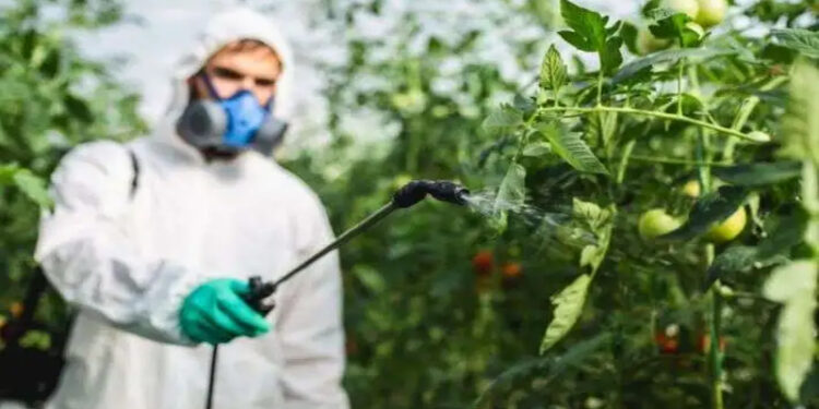 الزراعة تكشف حقيقة رش الطماطم بـ”الإيثريل”