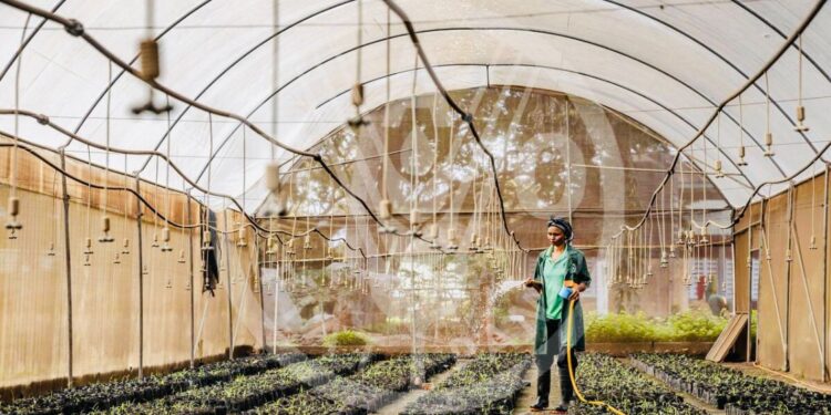 300 مليار دولار سنويًا لتمويل المناخ.. هل تنجح إفريقيا في تحويل التحديات إلى فرص استثمارية؟