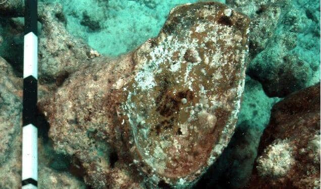 الكشف عن شواهد أثرية تؤكد وجود ميناء قديم مغمور بالمياه في منطقة معبد تابوزيريس ماجنا بالإسكندرية