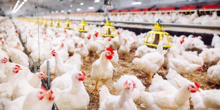 أسعار الدواجن والبيض في مصر اليوم السبت