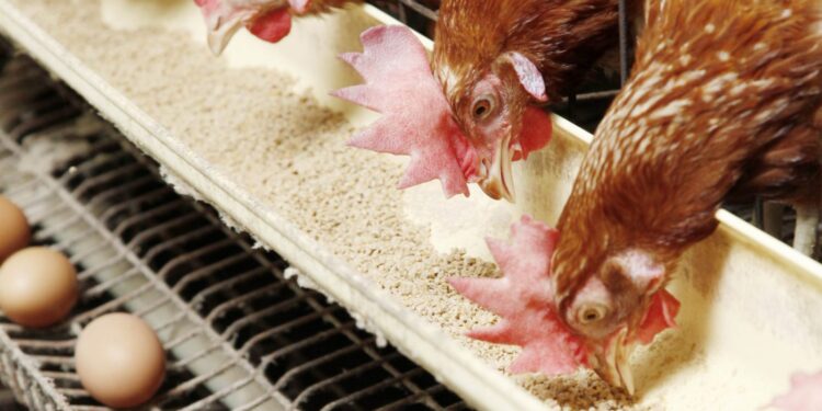 أسعار الدواجن والبيض في مصر اليوم الجمعة