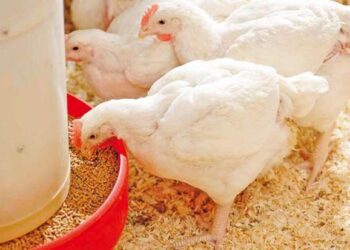 أسعار الدواجن والبيض في مصر اليوم الاربعاء