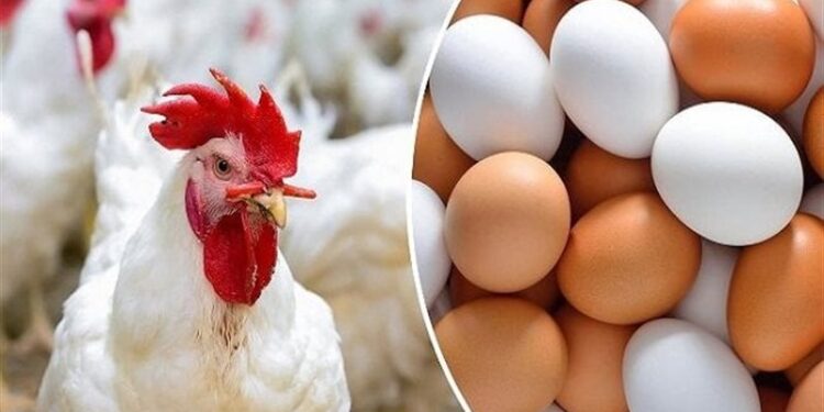 أسعار الدواجن والبيض في مصر اليوم الاربعاء