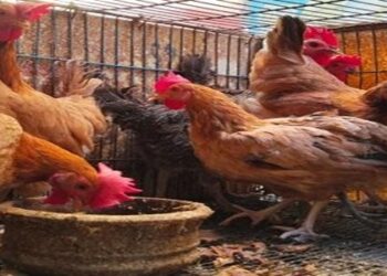 أسعار الدواجن والبيض في مصر اليوم الأحد