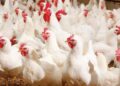 حقيقة ارتفاع أسعار الدواجن نتيجة نقص المعروض منها بالأسواق