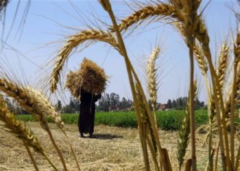 وزارة الزراعة تعلن تجاوز المستهدف من المساحات المنزرعة بالقمح خلال الموسم الحالي