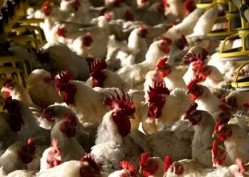 ارتفاع كبير في أسعار الدواجن والبيض اليوم السبت