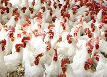 ارتفاع أسعار الدواجن والبيض اليوم الأحد