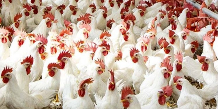 ارتفاع أسعار الدواجن والبيض اليوم الأحد