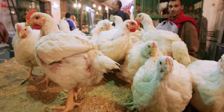 ارتفاع أسعار الدواجن والبيض اليوم السبت