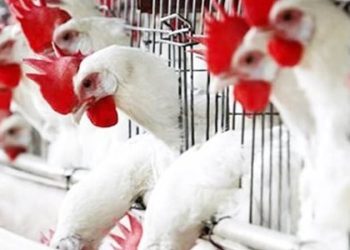 ارتفاع أسعار الدواجن والبيض اليوم السبت