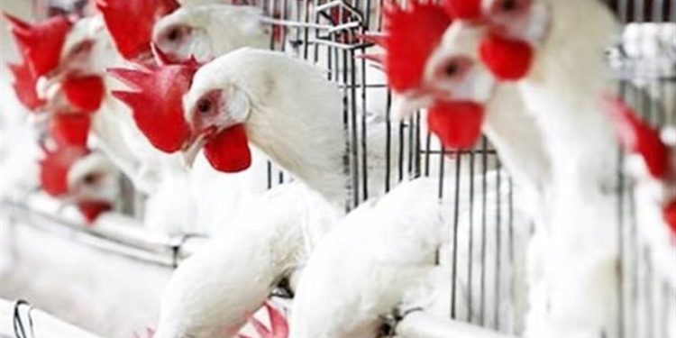ارتفاع أسعار الدواجن والبيض اليوم السبت