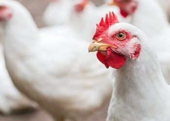 أسعار الدواجن في الأسواق اليوم السبت