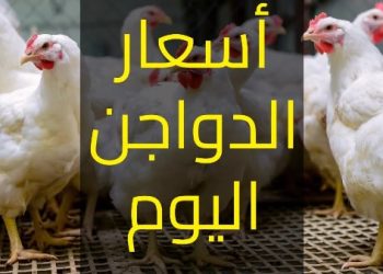 أسعار الدواجن في الأسواق اليوم الثلاثاء