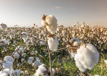 “الزراعة” تتابع التجهيز المبكر لتقاوي القطن للموسم الجديد