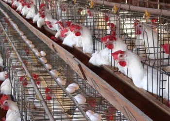 سعر الدواجن اليوم الأحد في الأسواق