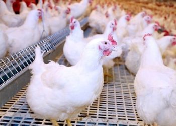 أسعار الدواجن في الأسواق اليوم الأحد